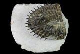 Tail Of Super Spiny Spiniscabrella Trilobite - Issoumour, Morocco #170713-1